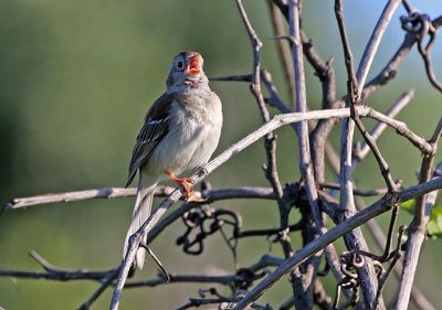 Field Sparrow 2024-05-30