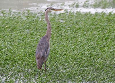 Great Blue Heron 2024-05-30