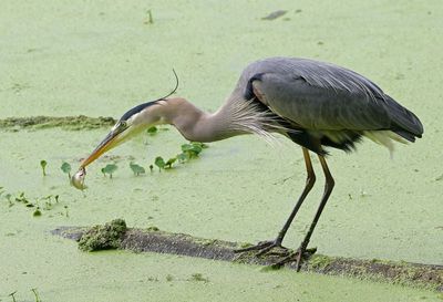 Great Blue Heron 2024-06-04