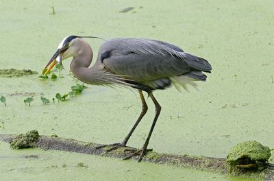 Great Blue Heron 2024-06-04