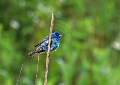 Indigo Bunting 2024-05-30