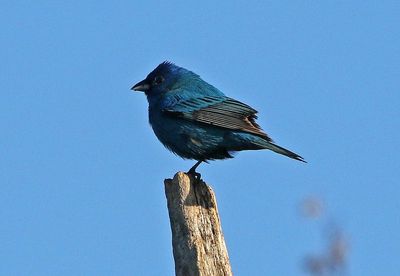 Indigo Bunting 2024-05-30