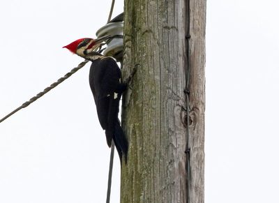 Pileated Woodpecker 2024-06-03