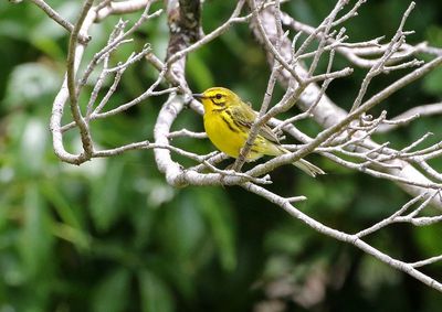 Prairie Warbler 2024-06-03