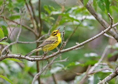 Prairie Warbler 2024-06-03