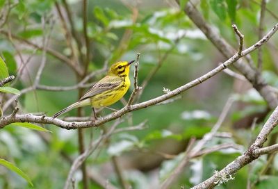Prairie Warbler 2024-06-03