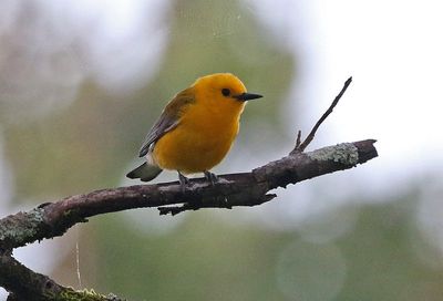 Prothonotary Warbler 2024-05-30
