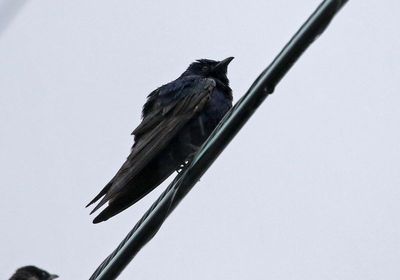 Purple Martin 2024-06-02