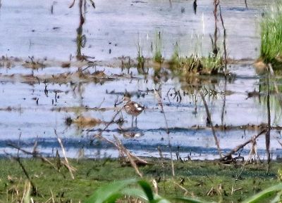 White-rumped Sandpiper 2024-06-03