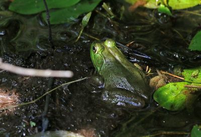 American Bullfrog 2024-05-29