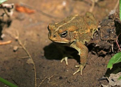 American Toad 2024-05-29