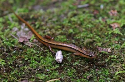 Blue Ridge Two-lined Salamander 2024-05-31
