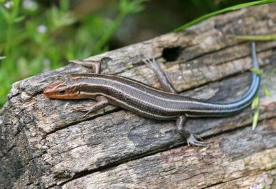 Common Five-lined Skink 2024-06-01