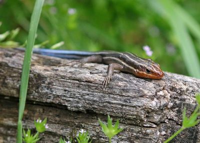 Common Five-lined Skink 2024-06-01