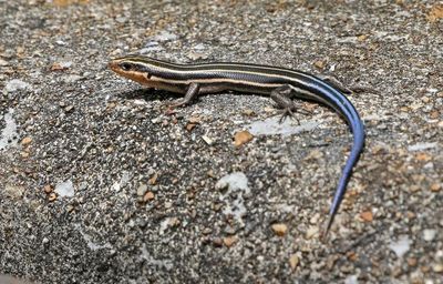 Common Five-lined Skink 2024-06-03