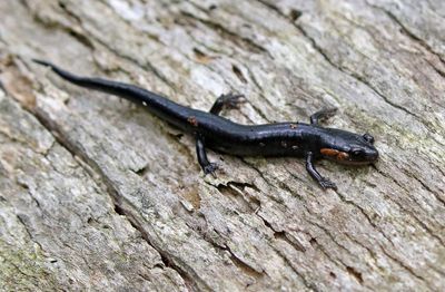 Jordan's Salamander 2024-05-31