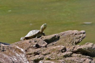 Red-eared Slider 2024-06-03