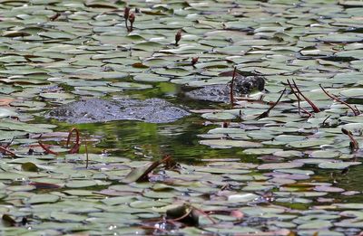 Snapping Turtle 2024-05-29