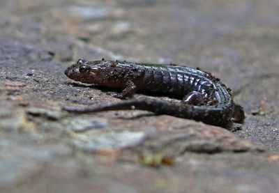 Southern Appalachian Salamander 2024-05-31