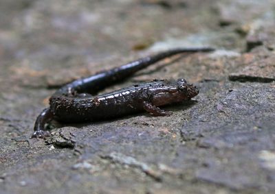 Southern Appalachian Salamander 2024-05-31