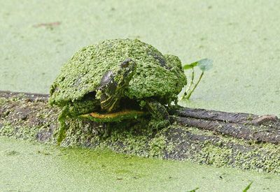 Yellow-bellied Slider 2024-06-04