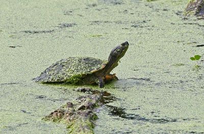 Yellow-bellied Slider 2024-06-04