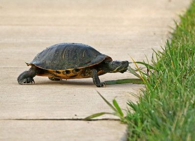Yellow-bellied Slider 2024-06-04