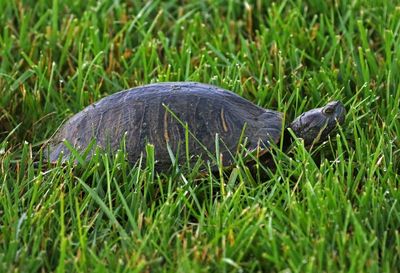 Yellow-bellied Slider 2024-06-04