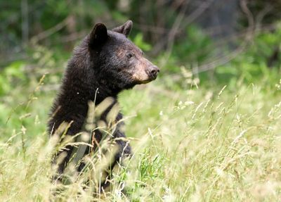 Black Bear 2024-06-01