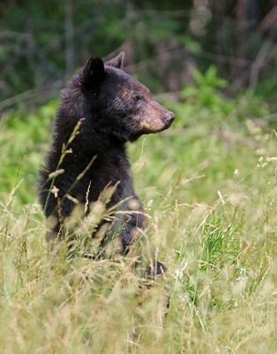 Black Bear 2024-06-01