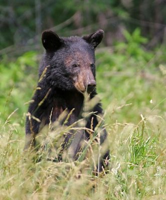 Black Bear 2024-06-01