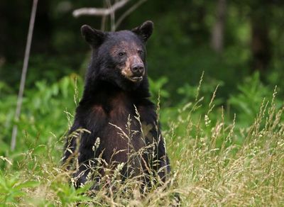 Black Bear 2024-06-01