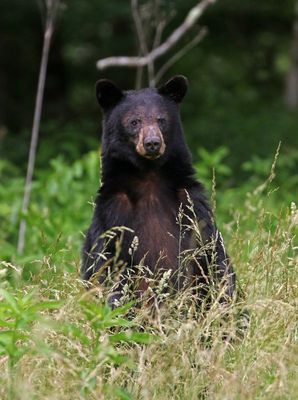 Black Bear 2024-06-01
