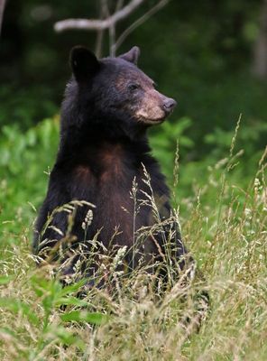 Black Bear 2024-06-01