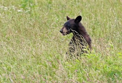 Black Bear 2024-06-01