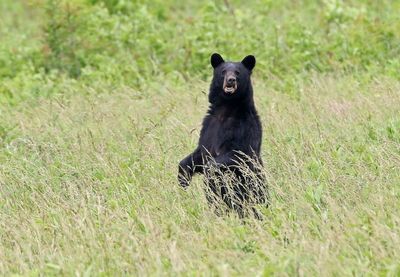 Black Bear 2024-06-01