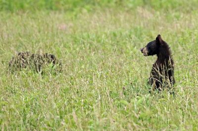 Black Bear 2024-06-01