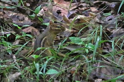 Eastern Chipmunk 2024-06-04