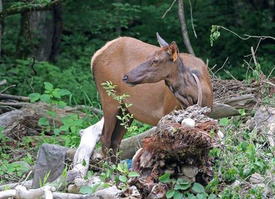 Elk 2024-05-31