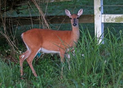 White-tailed Deer 2024-05-30