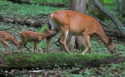 White-tailed Deer 2024-06-04