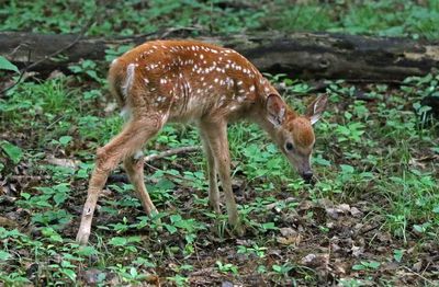 White-tailed Deer 2024-06-04