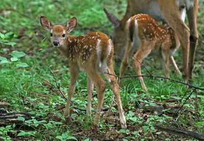 White-tailed Deer 2024-06-04