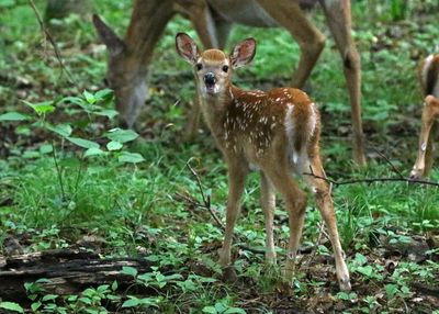 White-tailed Deer 2024-06-04