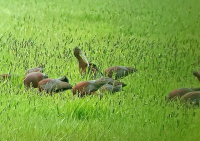 Glossy Ibis 2024-05-25