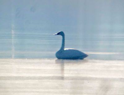 Trumpeter Swan 2024-01-01