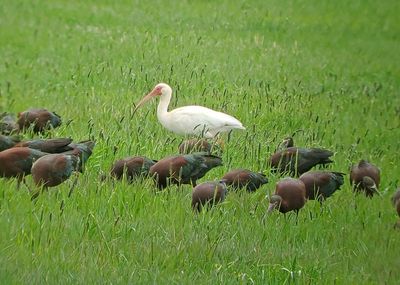 White Ibis 2024-05-25