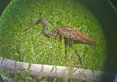 Limpkin 2023-06-23