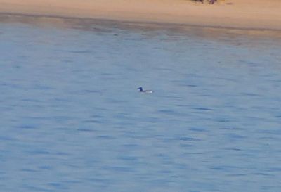 Red-throated Loon 2023-09-17