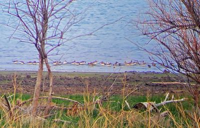 Sanderling 2023-05-19